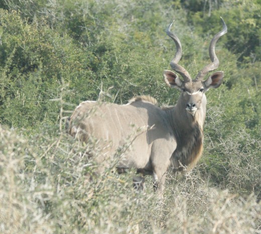 Magnificent Kudu