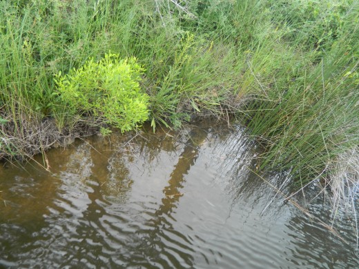 Watching crabs in the water