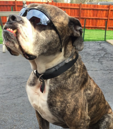 Dezl - American Bulldog