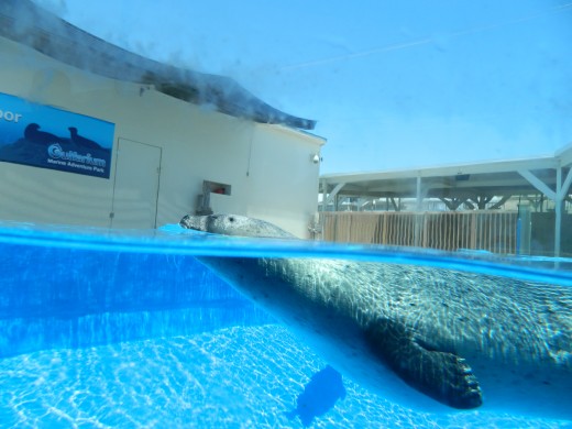 A seal's eye view