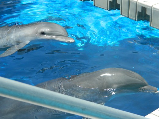A couple of the male dolphins