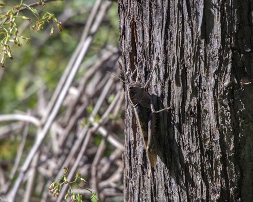Cool cricket on a tree trunk. Photo: Matt Feierabend