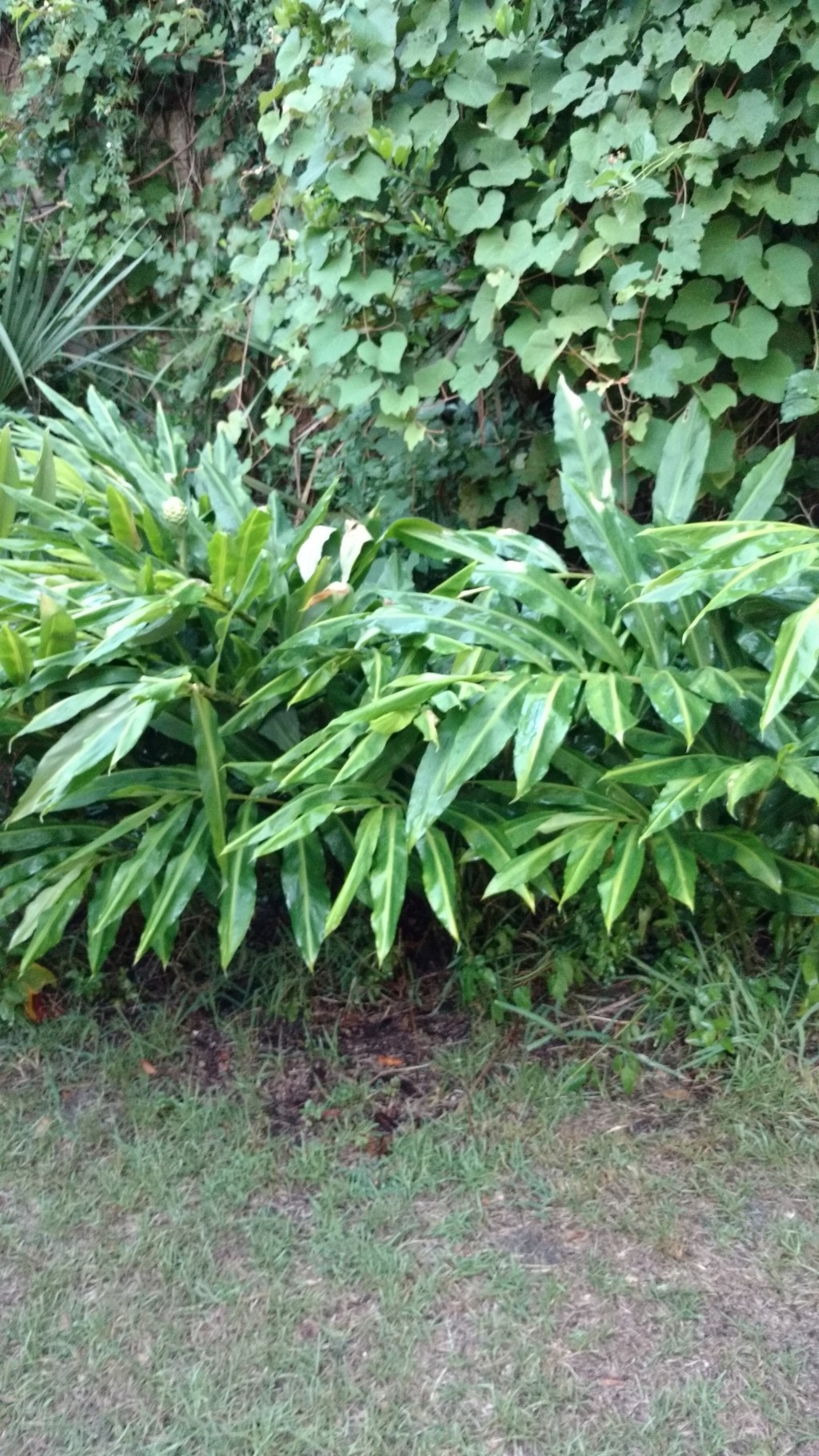 Pine Cone Ginger More than Just a Pretty Face in Your Yard Dengarden