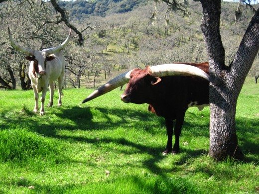 Watusi cattle strike a pose