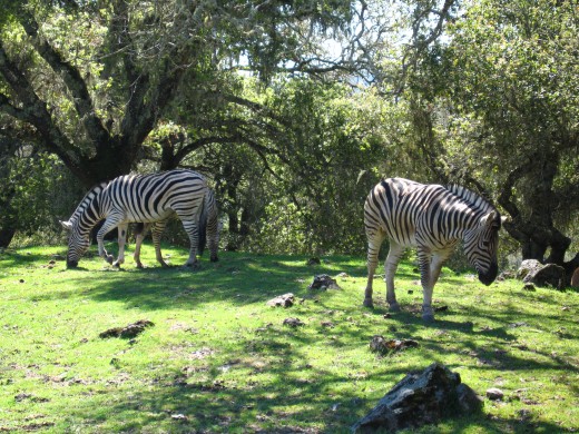 Up close and personal with the zebras