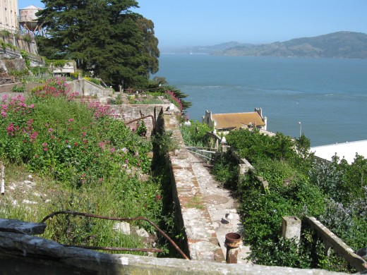 The Alcatraz gardens have come back to life