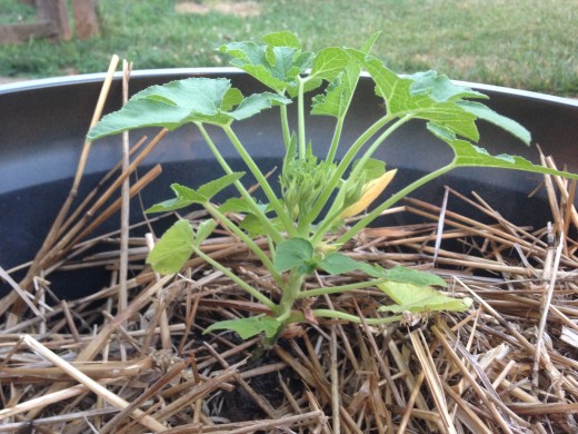 Re-planted volunteer squash?