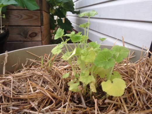 Squash?