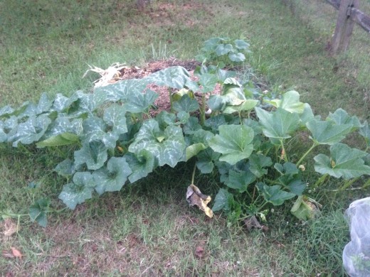 The creature from the Black Lagoon gets bigger by the day.