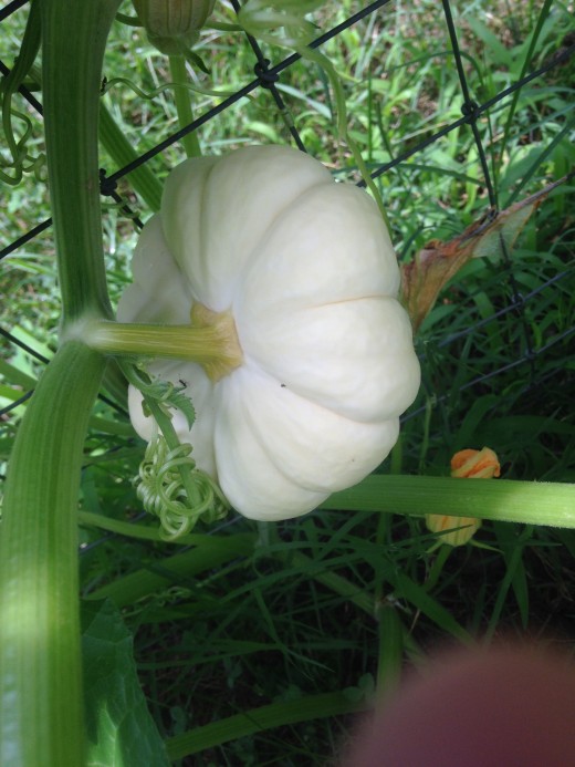 White pumpkins, which found the fence!