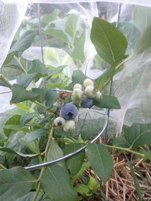 Berries on the "Elliott" Plant