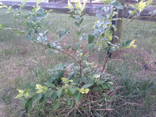 "Elliott" Blueberry - the biggest plant.