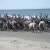 Reindeer herd on a beach in the park.