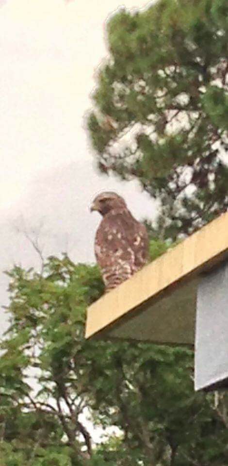 Hawk overseeing its neighborhood