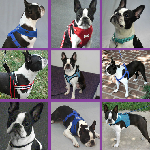 Booker (Boston Terrier) in different harness and collar styles.