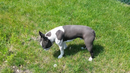 This black and white dog (Booker) rolled in the gray dirt. His collar (already removed) and he both needed a good wash.