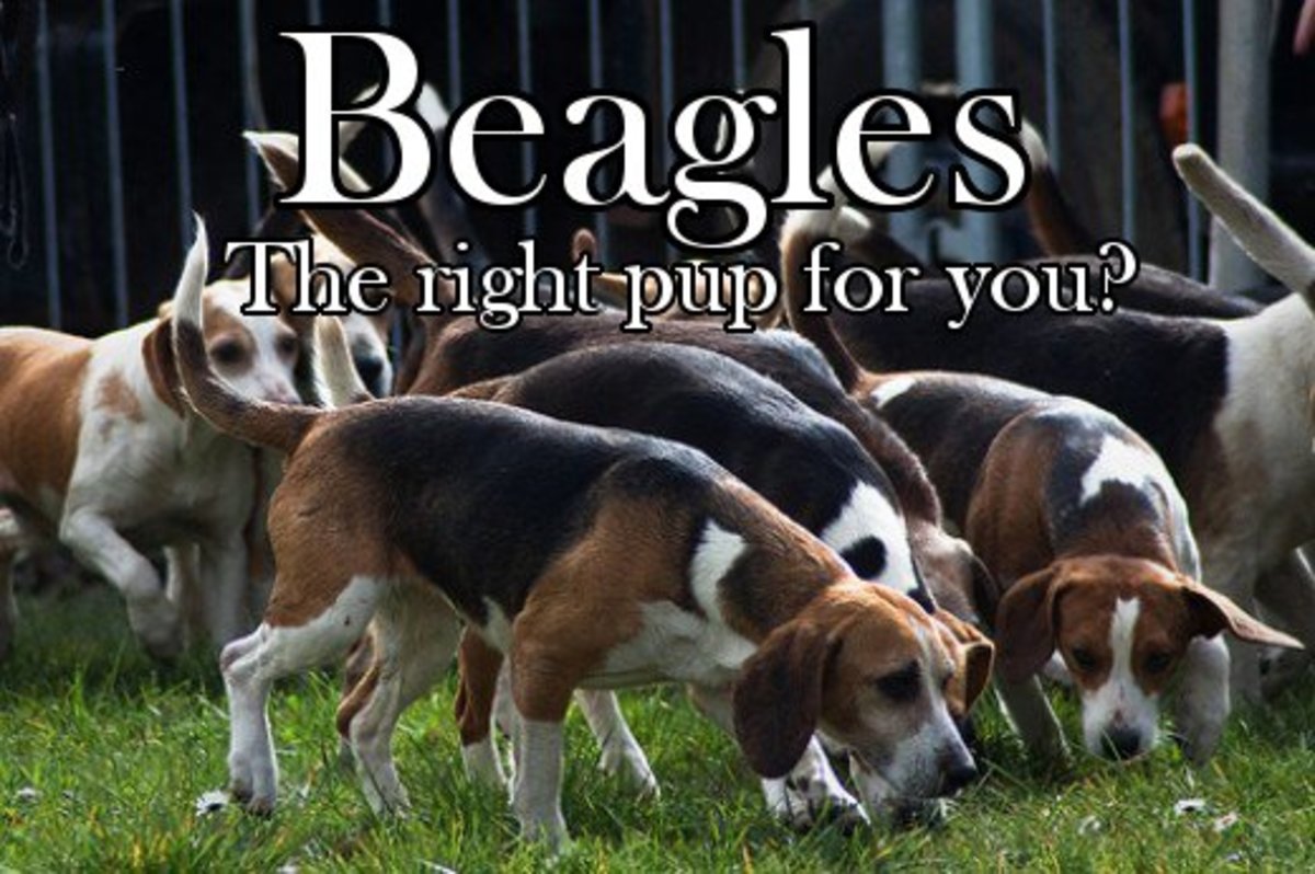 Beagles Are They The Right Breed For You Pethelpful