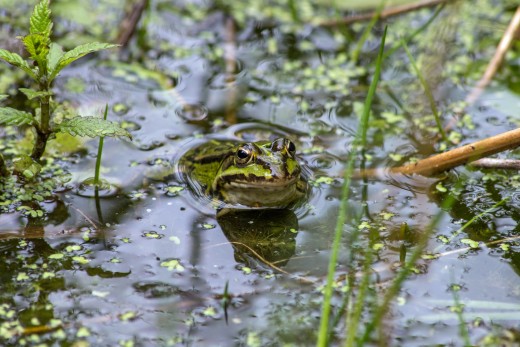 How to Kill or Get Rid of Frogs and Toads | Dengarden