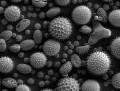 Ideas to control allergies