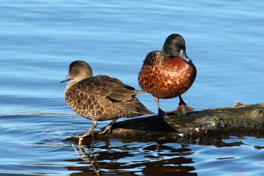 Chestnut Teal Anas castanea pair at Coolart Wetlands, Mornington Peninsula, Victoria, Australia