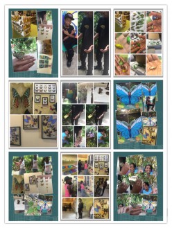Butterflies in the Summer