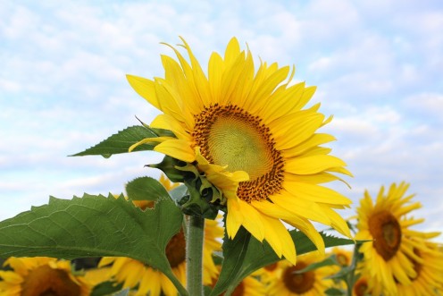 Dr. John Harvey Kellogg taught that God is inside sunflowers, because they look at the sun.