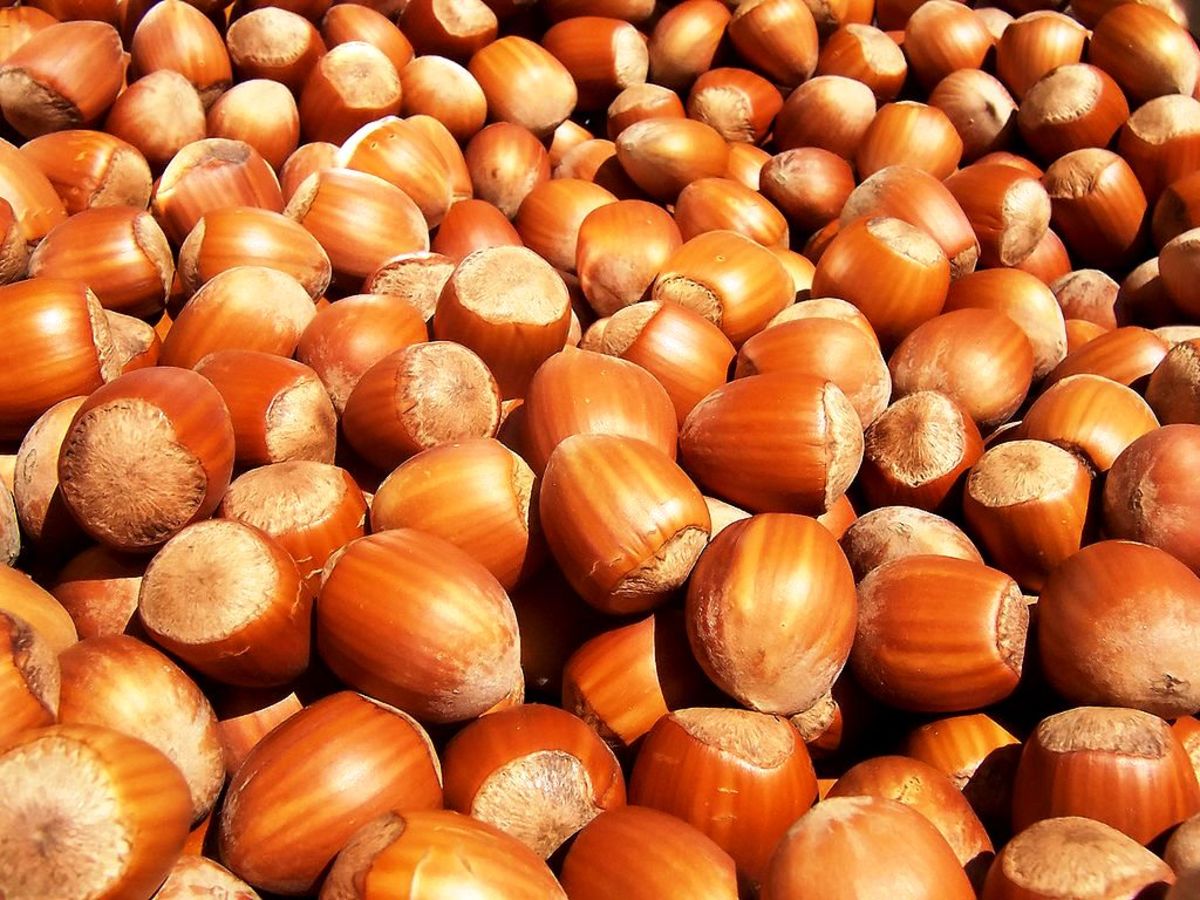 Why Tree Nuts Are So Good For You--Nutritious Morsels Offer Phytonutrients, Antioxidants, Plant Sterols