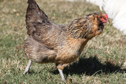 A flock can greatly benefit from the wisdom, expertise, and maturity of an older hen, giving her value beyond simply how many eggs she can produce.