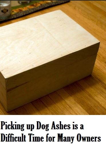 Picking Up Your Dog S Ashes Is A Difficult Time Pethelpful Picking Up Dog Ashes Emotional Time For Owners