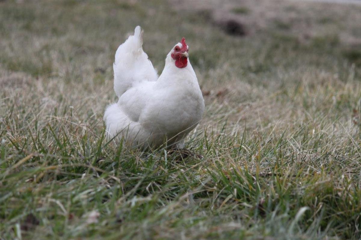 The white plymouth rock is the variety people tend to picture when they imagine a "normal" chicken.