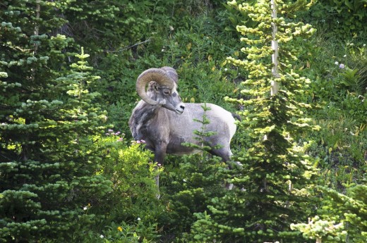 Bighorn ram