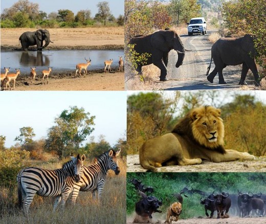 Many beautiful nature and game reserves in South Africa 