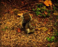 Squirrel