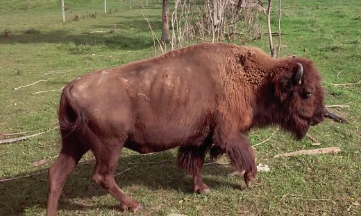 Bison at Pohl's