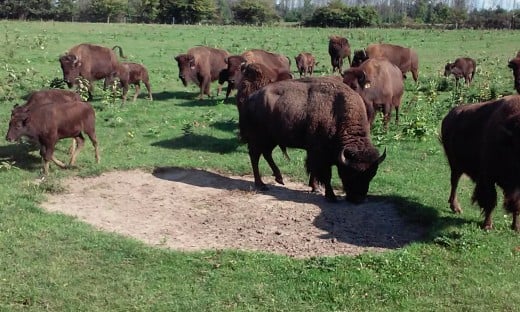 Pohl Bison herd in the field