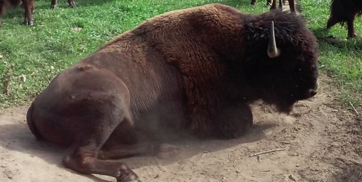 Bison in a wallow at Pohl's Bison Ranch