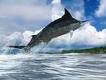Blue Marlin