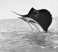 Sailfish