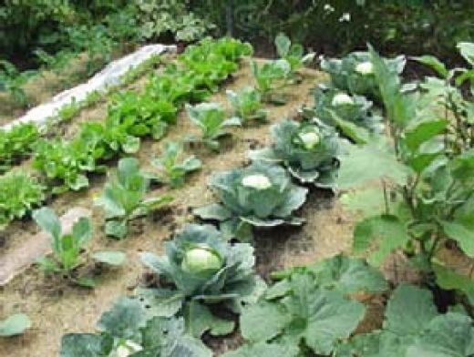Organic Vegetable Garden