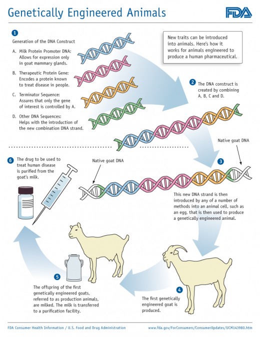 The multi-step process of creating a genetically modified animal.