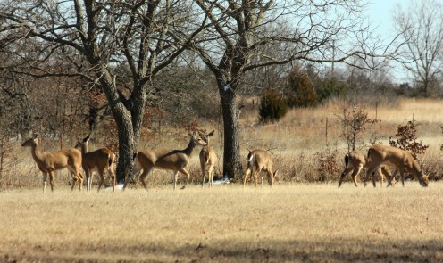 White-Tailed Deer - Facts and Information | HubPages