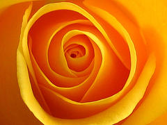 The inner folds of this rose bring forth curiosity...what lies within each delicate curve?