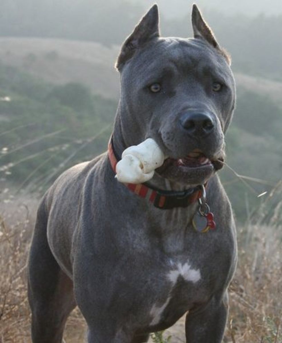Best Roman Dog Names for My Cane Corso PetHelpful