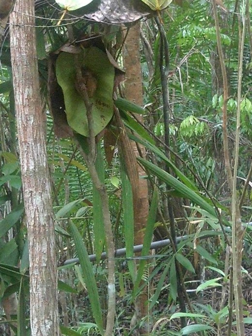Locate the tarsier