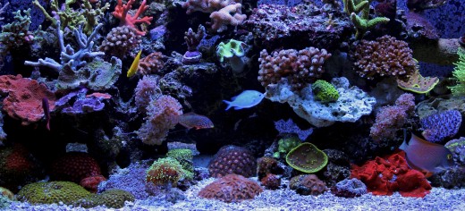 Setting up Saltwater Aquariums