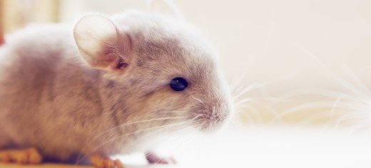 Pet Chinchillas