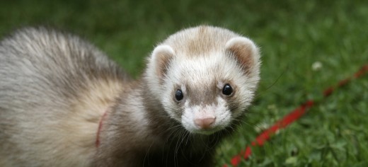 Pet Ferrets