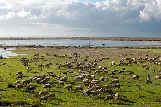 Sheep-goats shepherd and Vistonida lake landscape, Glikoneri, Rhodope Prefecture, Thrace, Greece.
