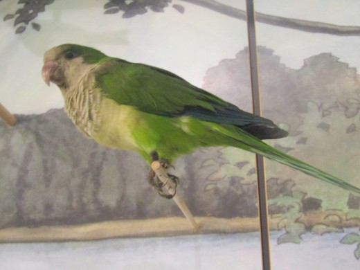 This stuffed monk parrot  is on display at the Boston Museum of Science along with several other specimens of birds endemic to Massachusetts. It has been there for decades; a non-native bird that has become well established. - George Sommers