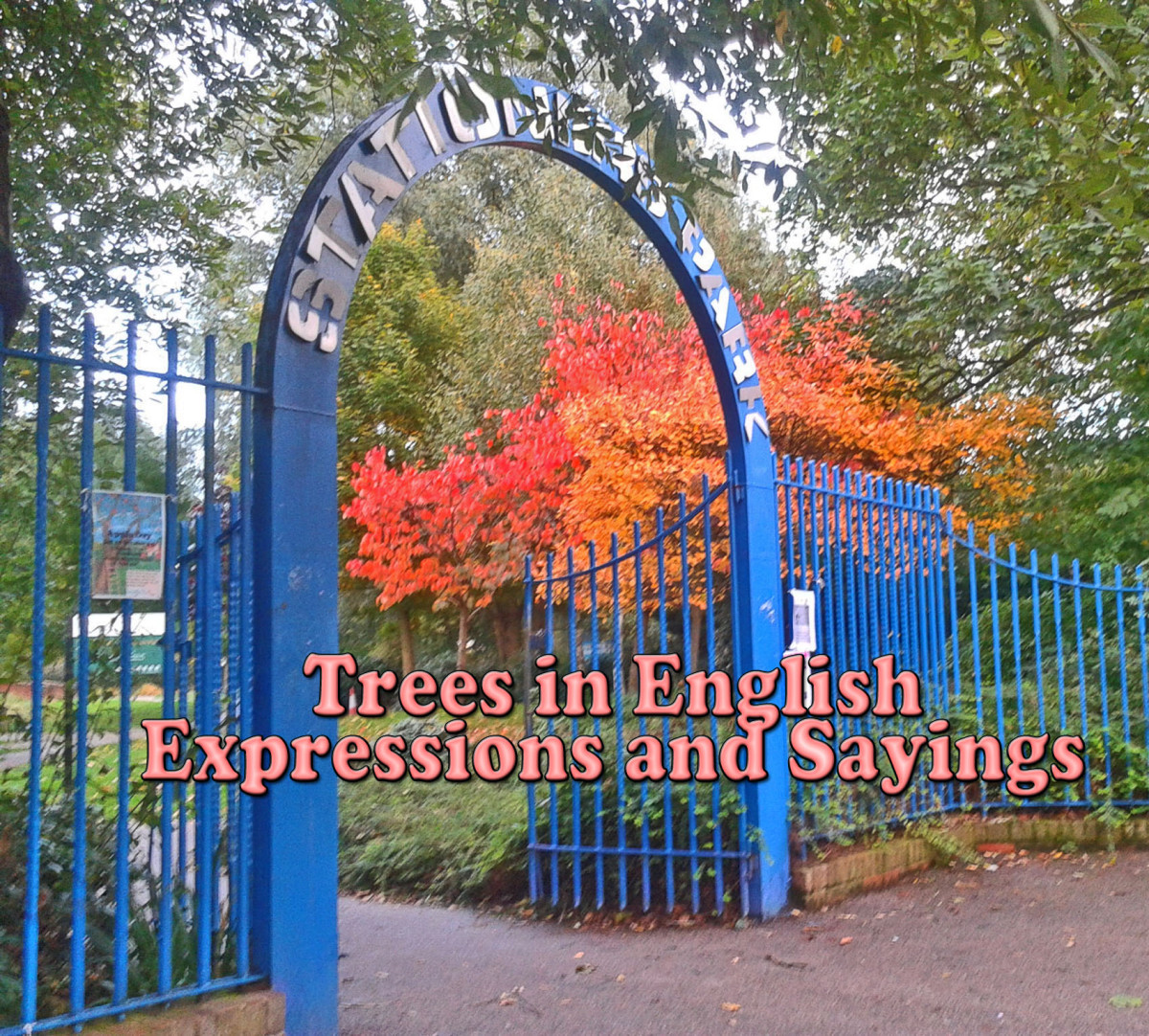 Trees in English Expressions and Sayings